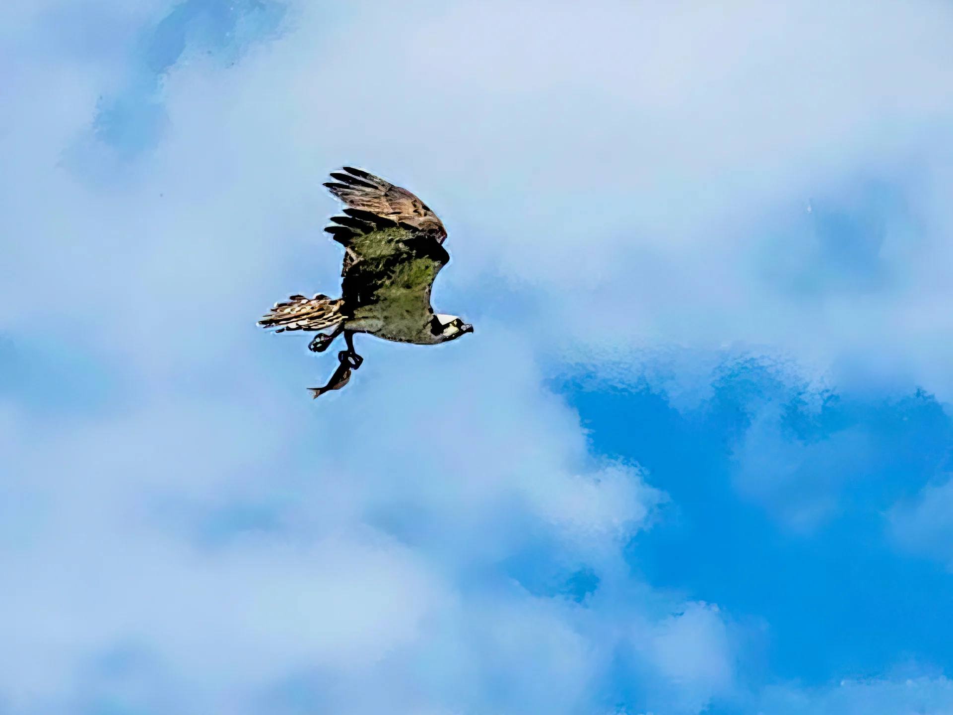 Osprey flying across a blue, cloudy sky, carrying a fish in its talons.