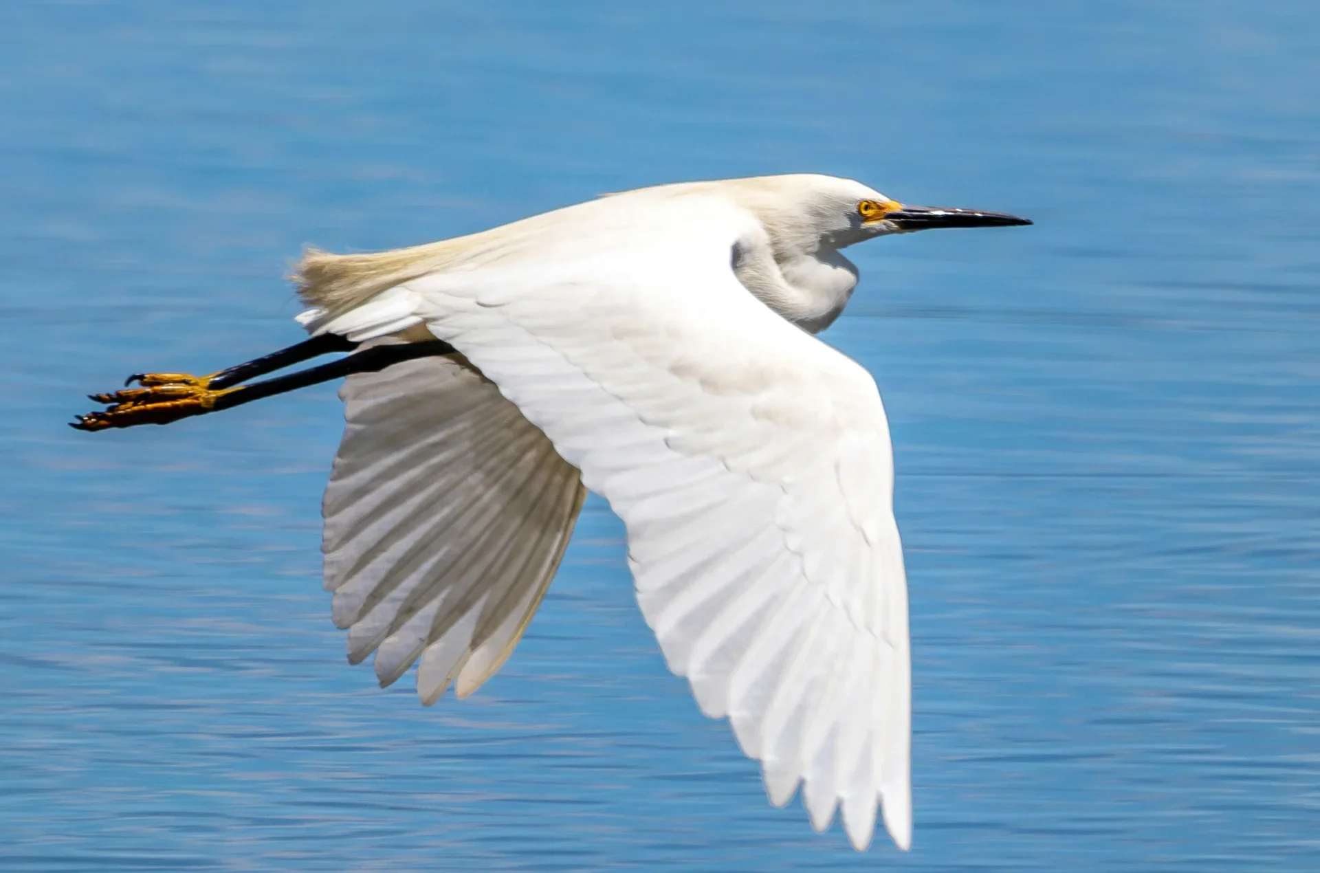 White snowy egret with yellow eyes and black beak flies above blue water.