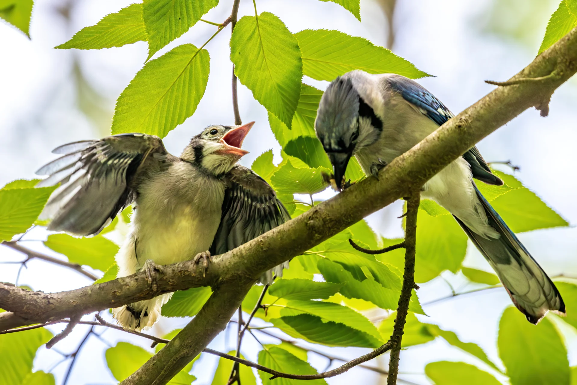 An adult blue jay feeds a hungry fledgling on a leafy tree branch.