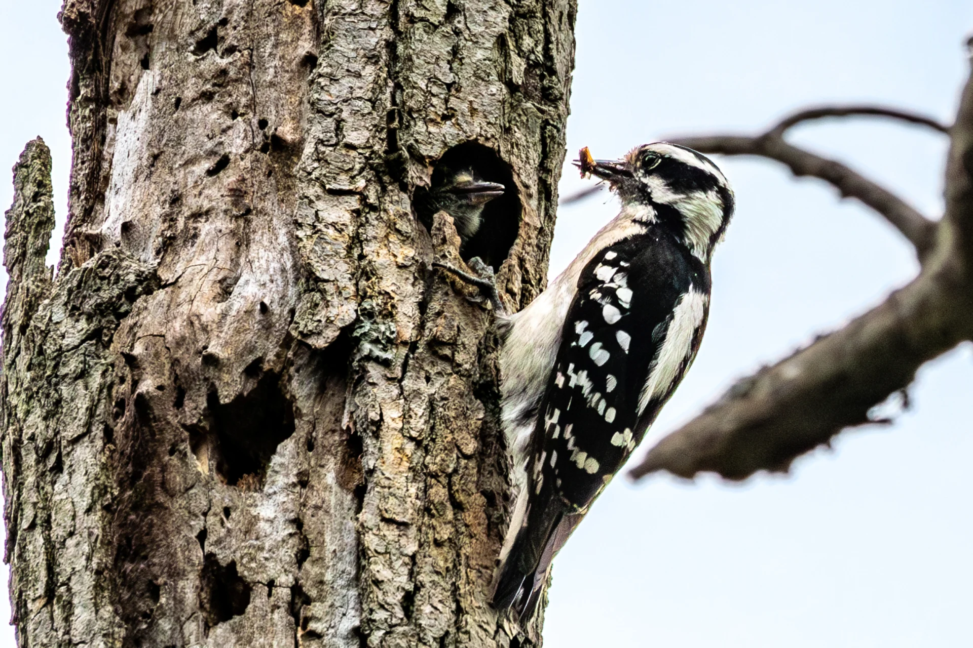 Downy woodpecker feeding its chick in a tree cavity with an insect.