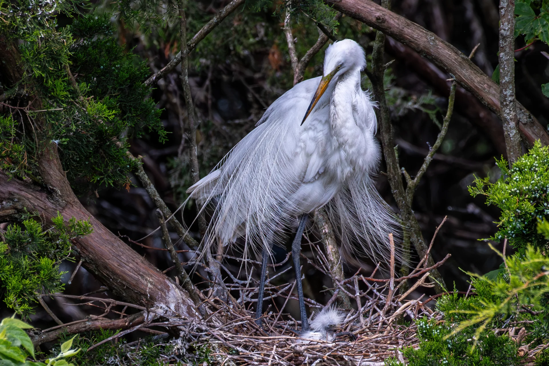 Great Egret with long white breeding plumes looks down at a fluffy chick in a stick nest surrounded by green trees.