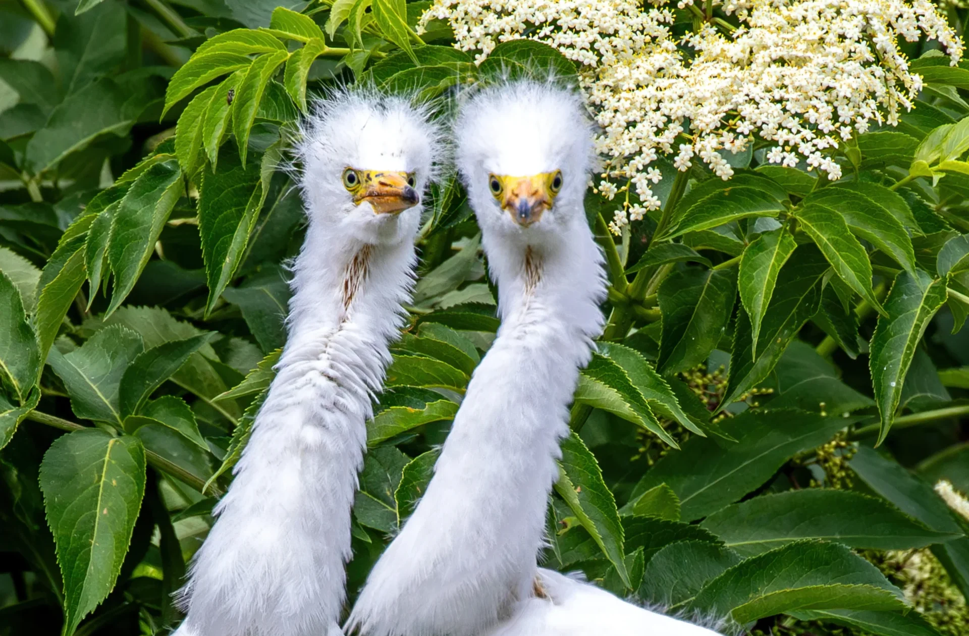 Two fluffy white bird chicks with yellow beaks and eyes peer from green leaves and white flowers.