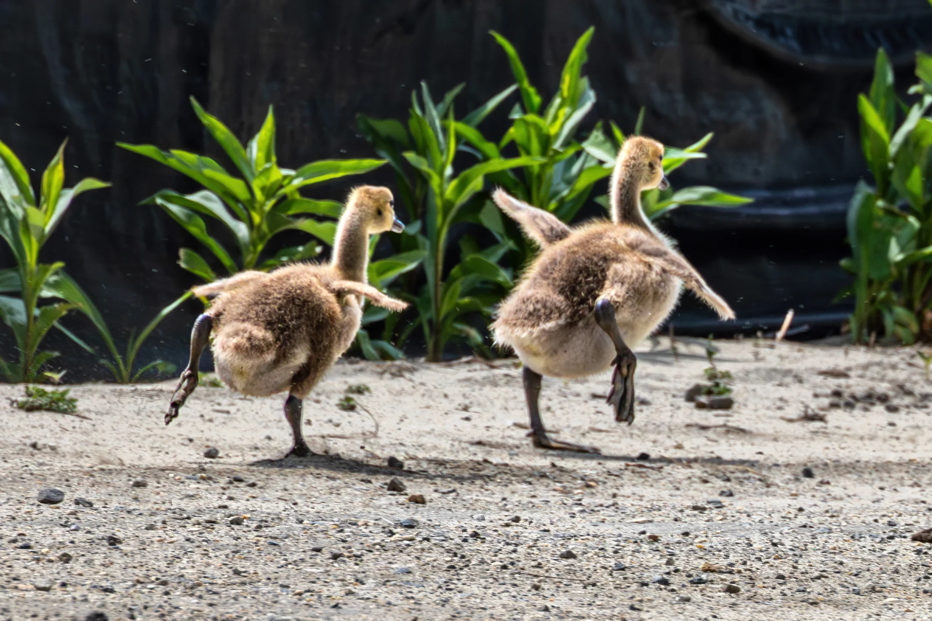 Two fluffy brown goslings scurry on a sandy path with green plants in the background.