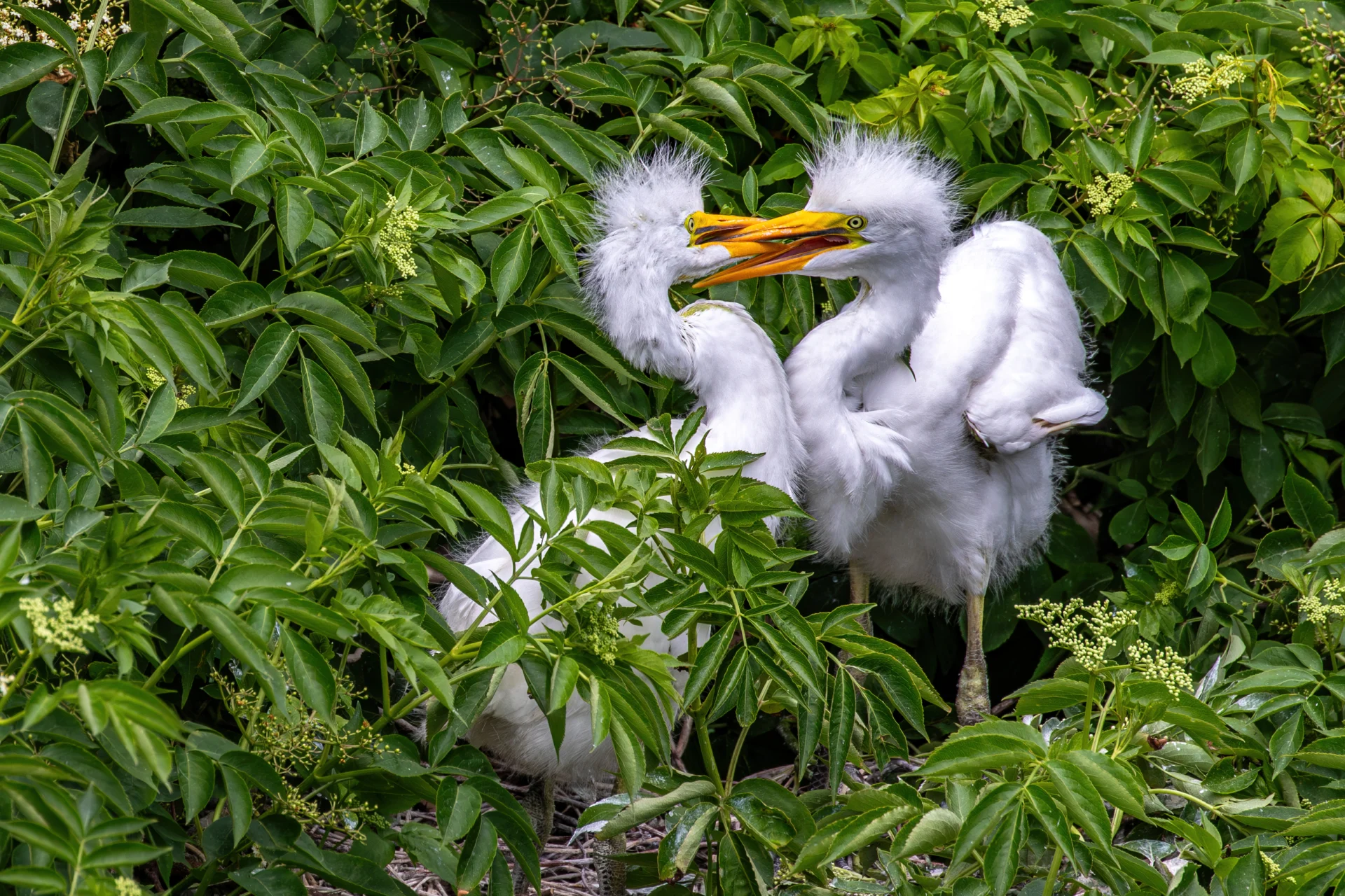 Two fluffy white egret chicks with yellow beaks and wide eyes squabble in a leafy green nest.