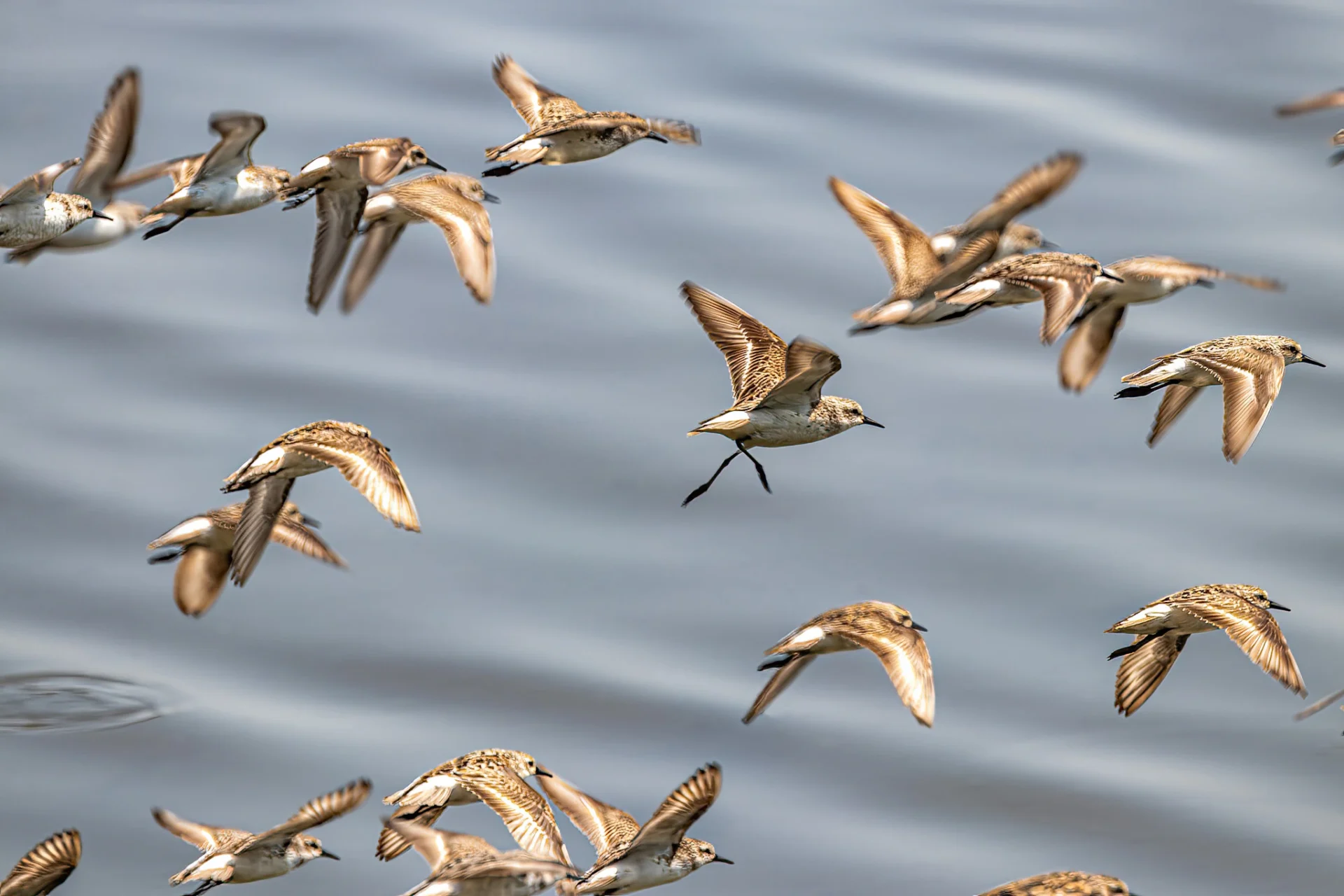 Mottled brown shorebirds take flight over a calm, rippling blue-grey water surface.