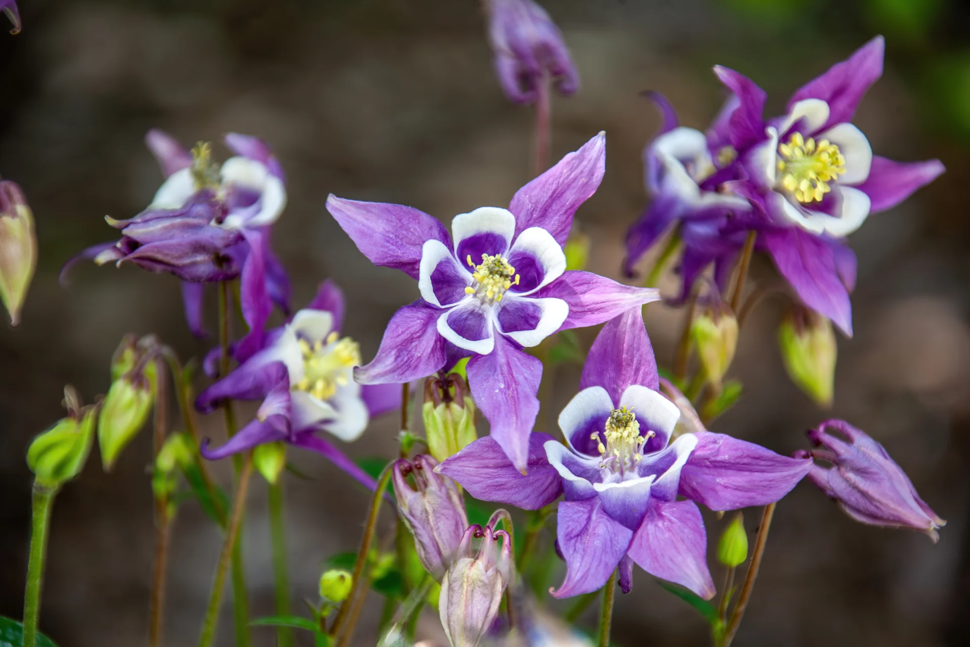 Purple and white columbine flowers with bright yellow stamens bloom against a dark background.