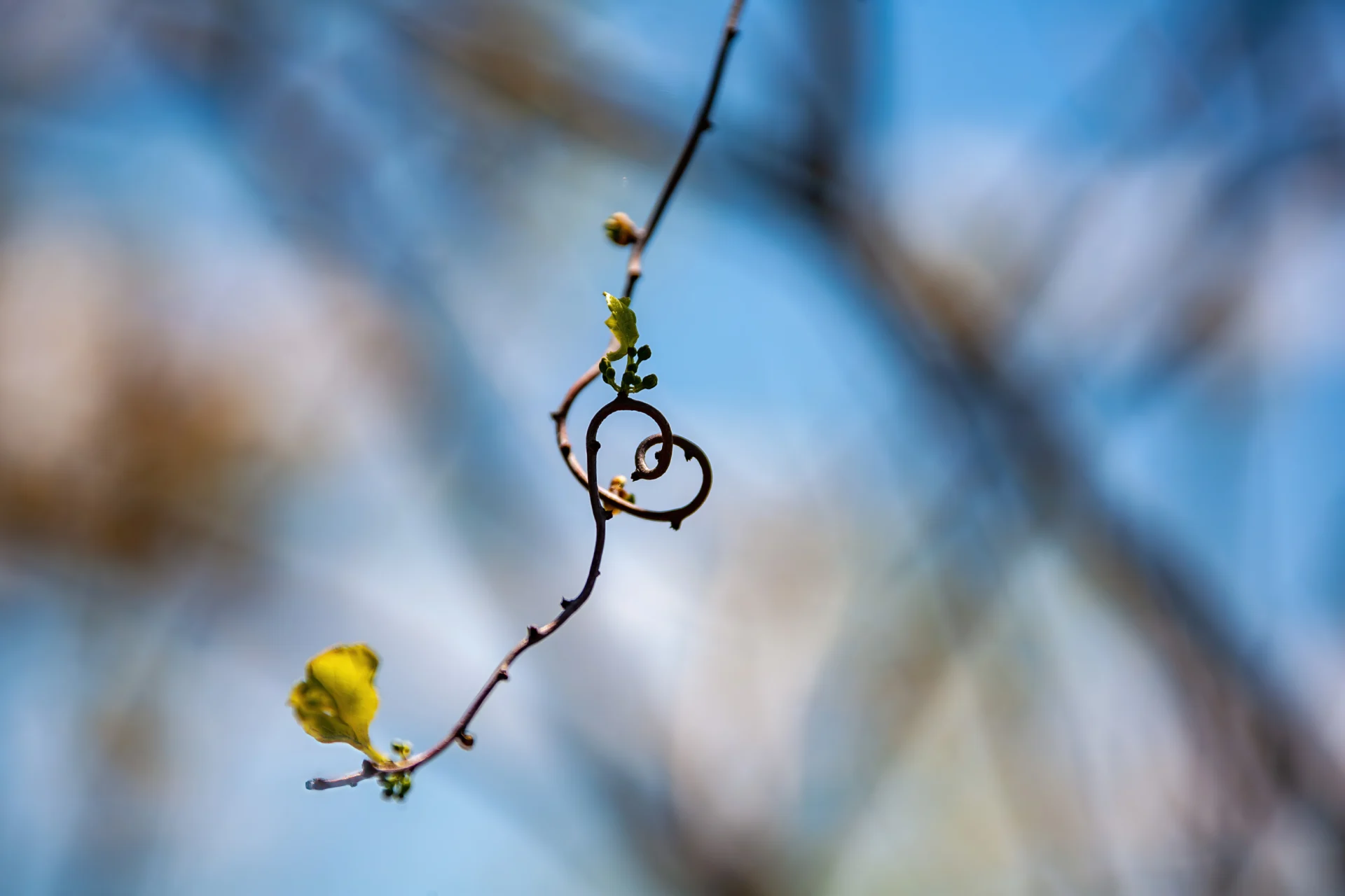 Delicate vine forming a heart shape with green buds and a yellow leaf against a blurred blue background.