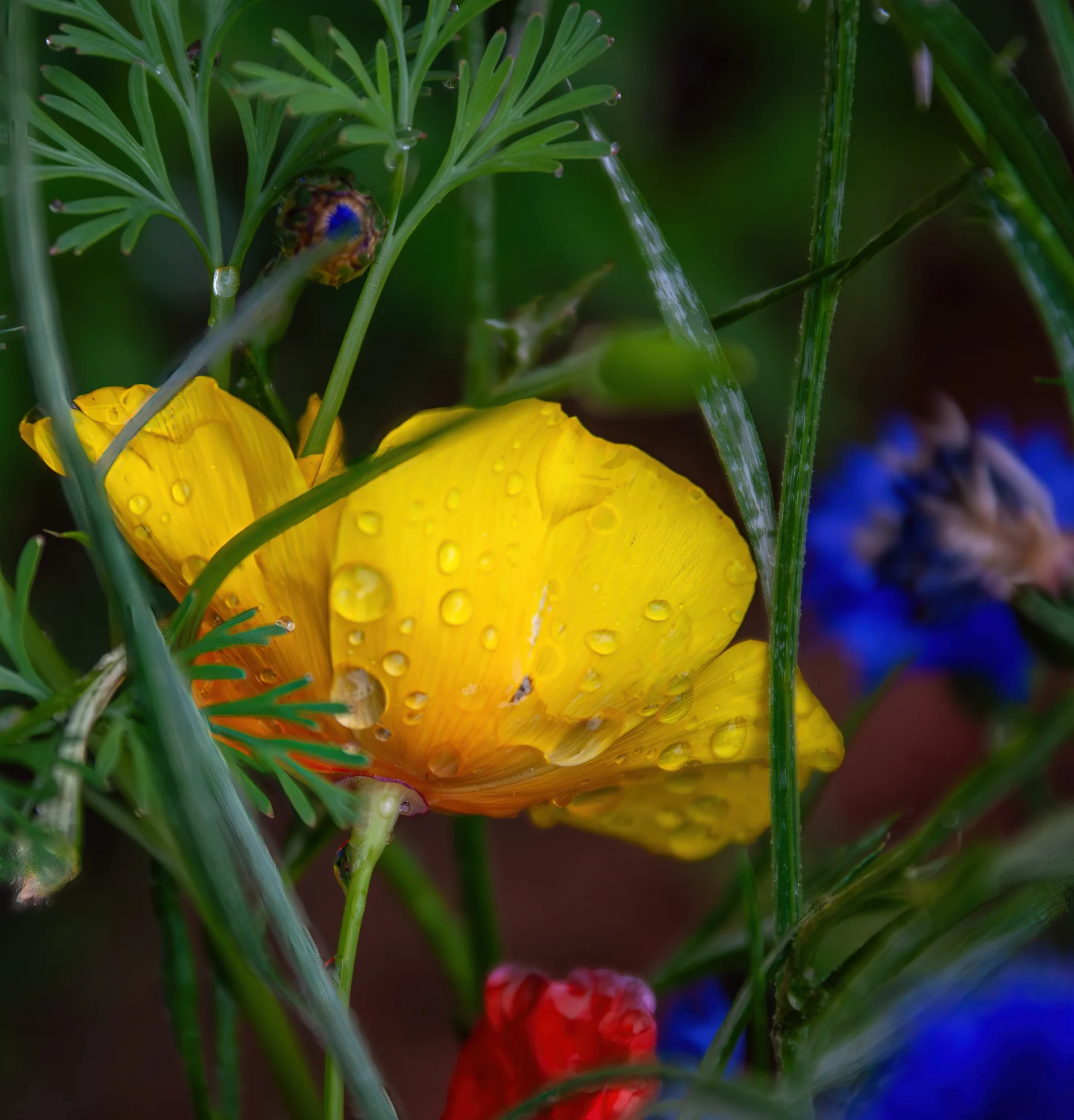 Close-up of a yellow flower covered in water droplets, nestled among green leaves with a blue bud and blurred red and blue flowers.