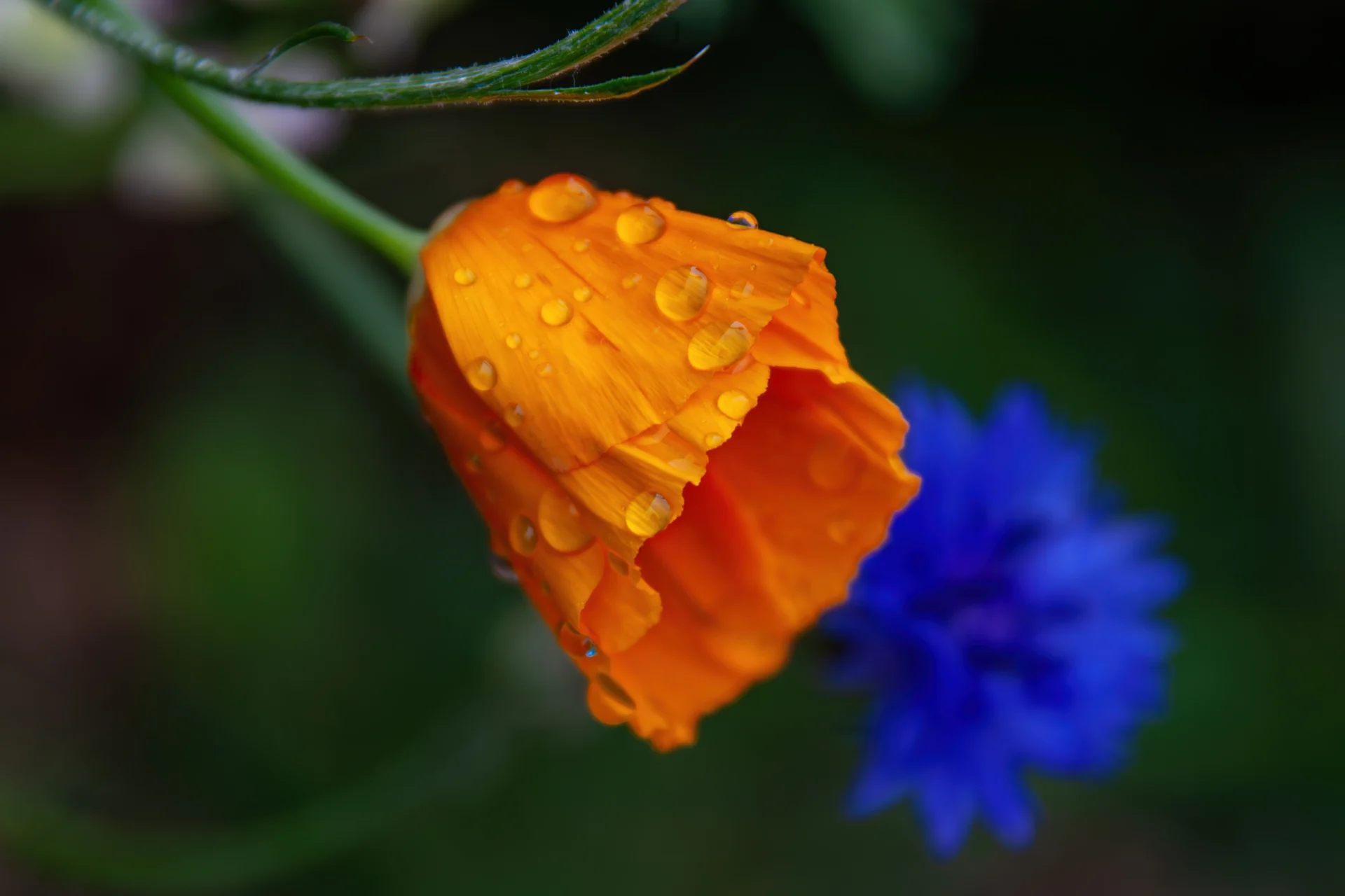 An orange flower bud covered in water droplets, with a blurred blue flower and green stem.