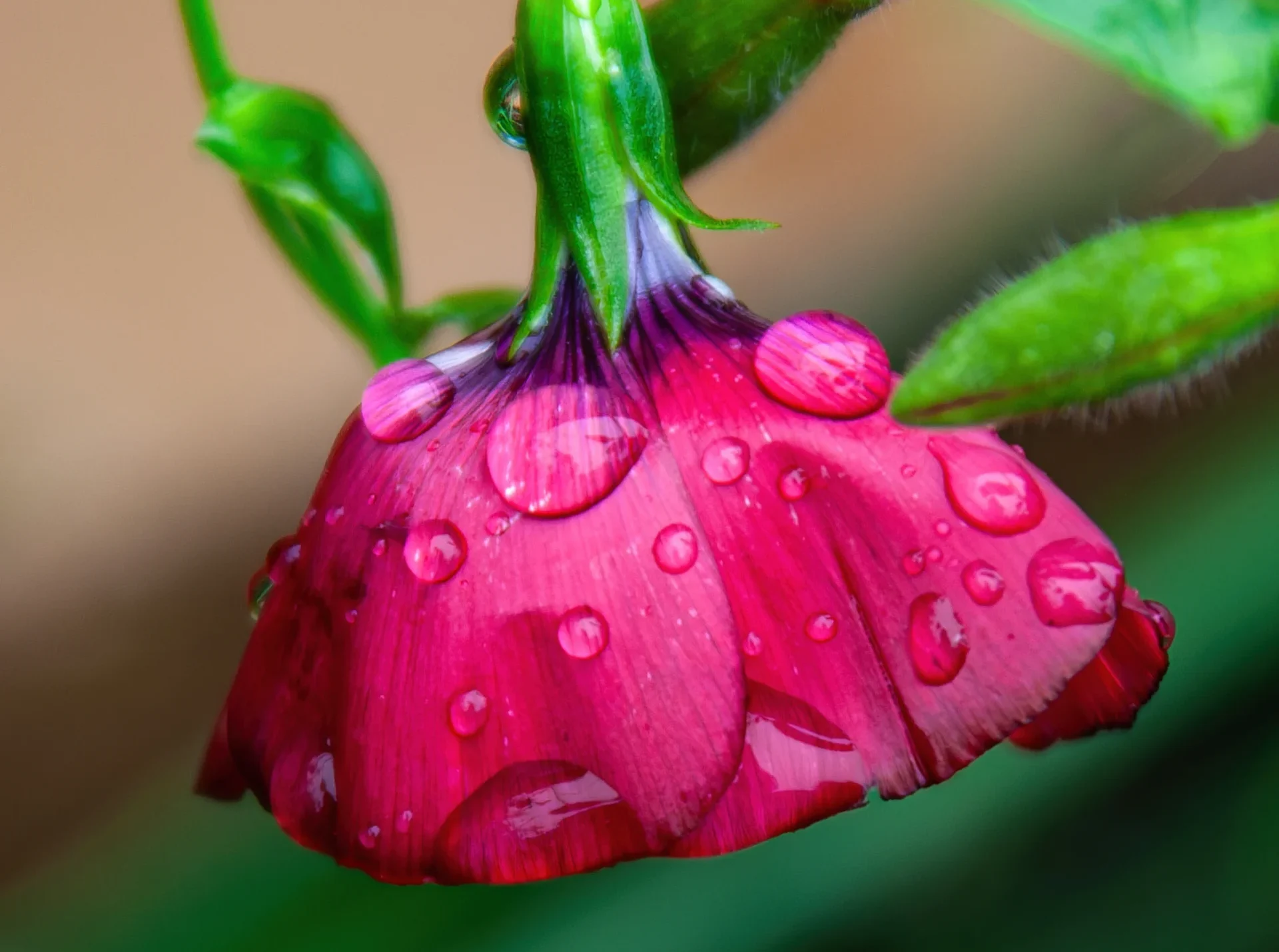Close-up of a vibrant pink bell-shaped flower hanging downwards, adorned with sparkling water droplets.