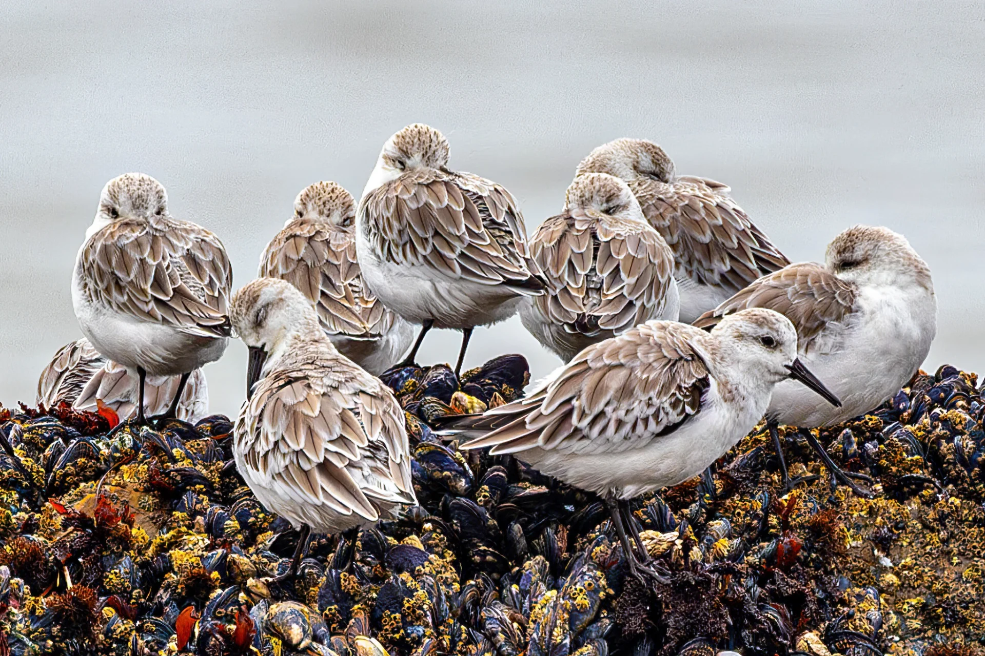 Nine brown and white shorebirds stand clustered on a vibrant bed of mussels and barnacles.
