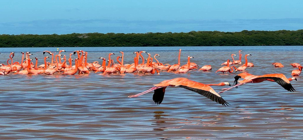 flamincos