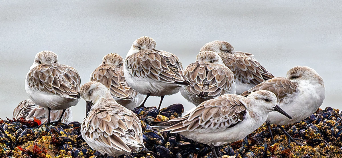 birds
