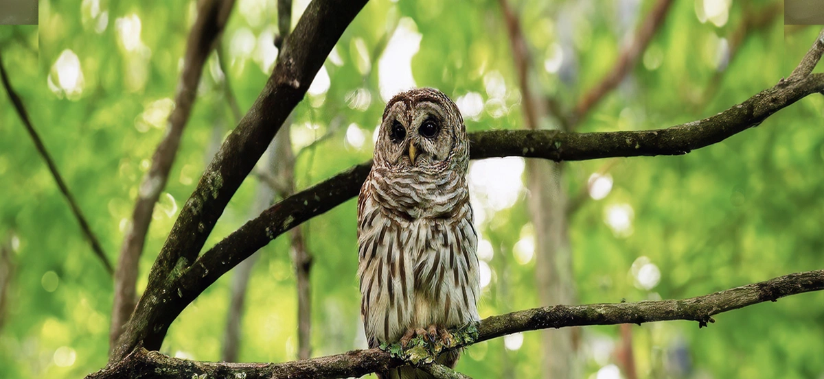 owl