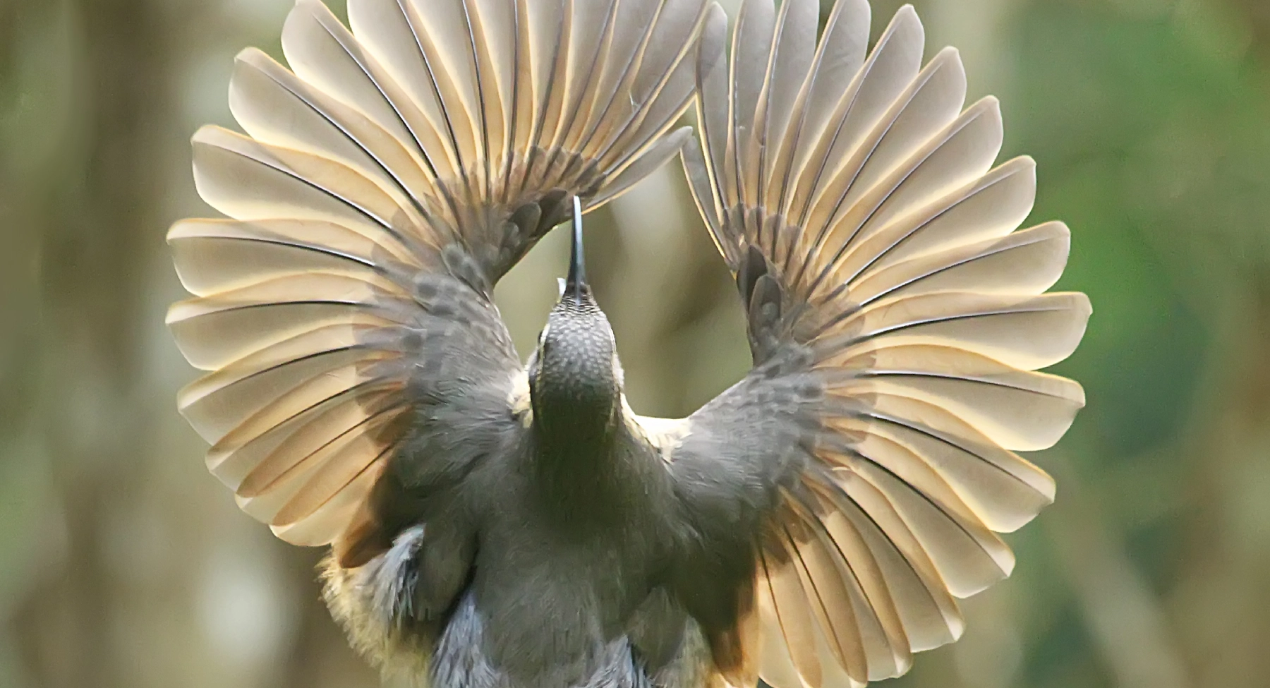 Hummingbird with backlit, fanned wings spread wide, head tilted back, long beak pointing upwards.