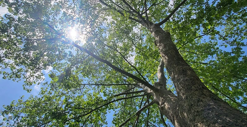 Looking up at bright sunlight filtering through lush green tree leaves and branches against a blue sky.