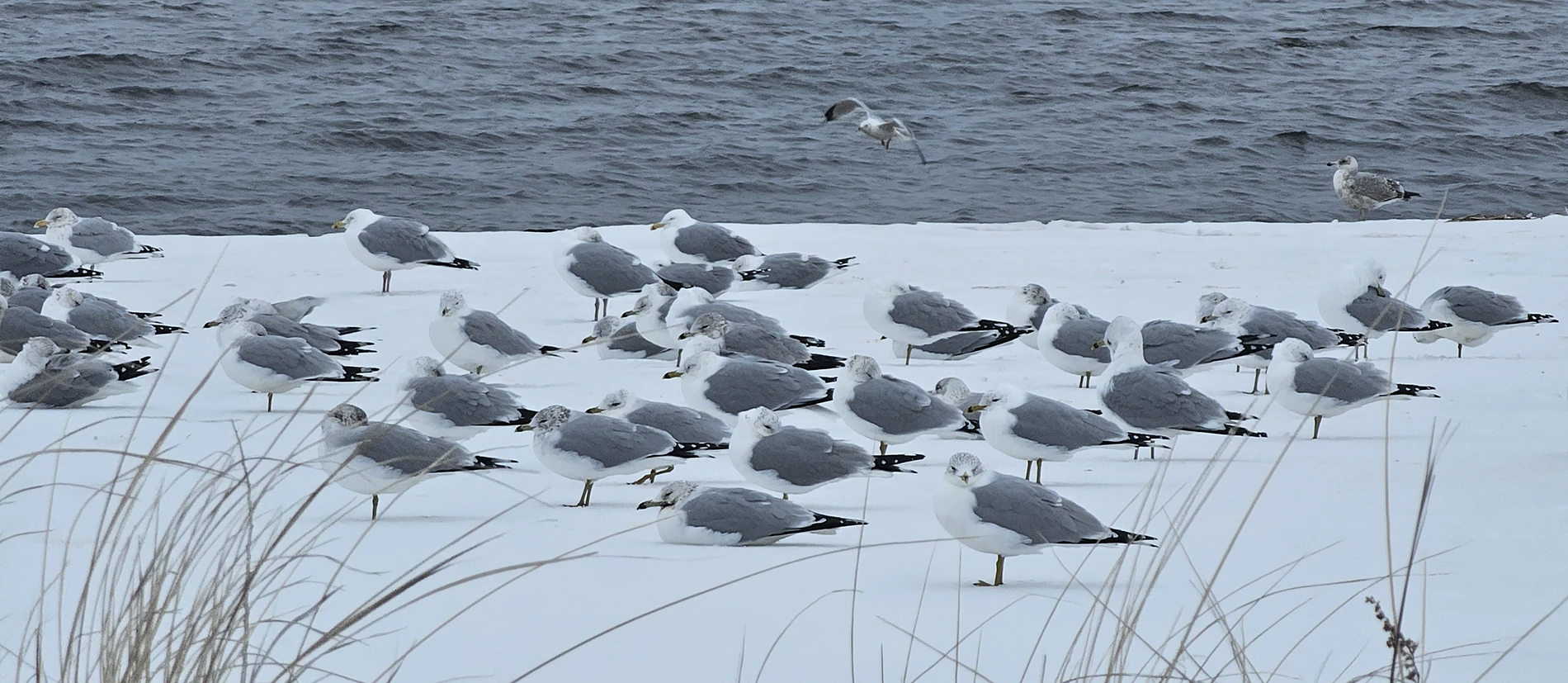 White and grey seagulls huddle on a snowy bank beside dark water, with one in flight.